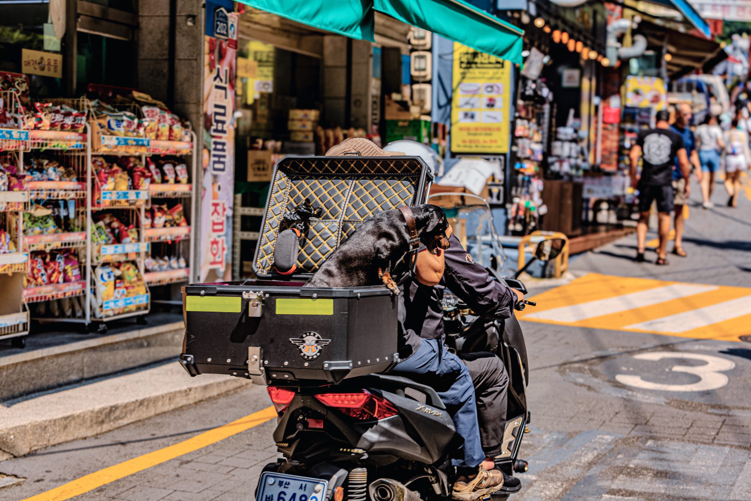 Dog express, Busan, South Korea