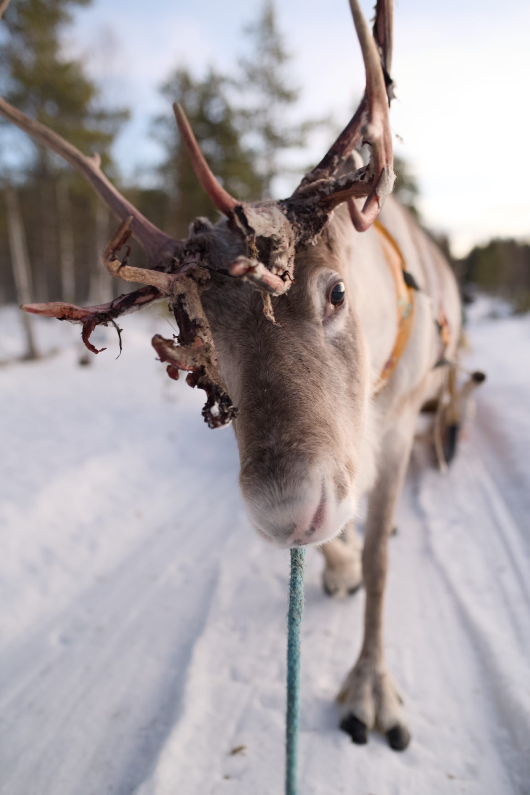Look at me, Rovaniemi, Finland